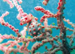 pygmy seahorse
batangas, philippines
canon a70 by Michelle Tinsay 